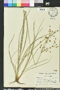 Fimbristylis caroliniana image