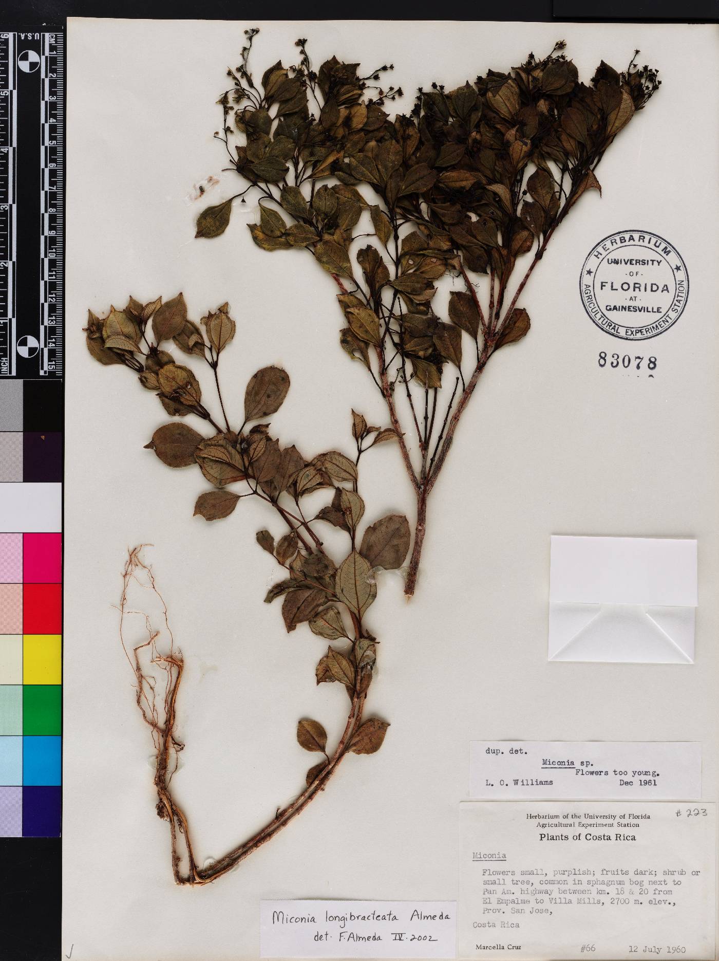 Miconia longibracteata image