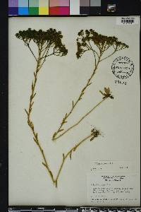 Polygala ramosa image