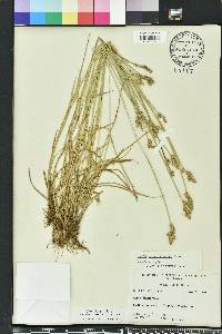 Carex longii image