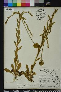 Polygala rugelii image