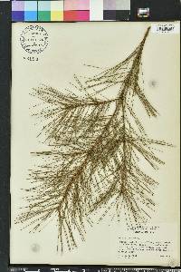 Pinus glabra image