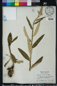 Pterocaulon pycnostachyum image