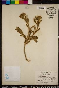 Borrichia arborescens image