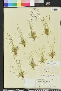 Lachnocaulon minus image