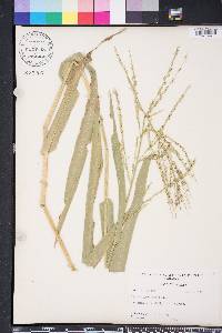 Phanopyrum gymnocarpon image