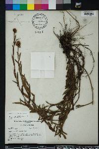 Ludwigia suffruticosa image