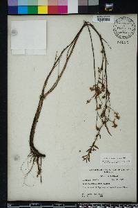 Ludwigia sphaerocarpa image