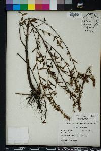 Ludwigia alata image