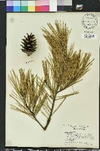 Pinus glabra image