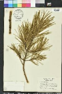 Pinus echinata image