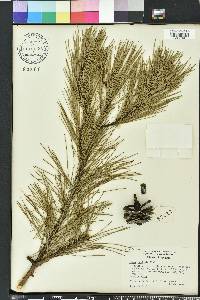 Pinus echinata image