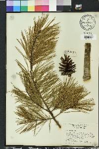 Pinus glabra image