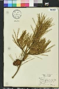 Pinus glabra image