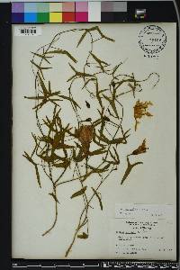 Ipomoea sagittata image