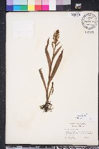 Habenaria repens image