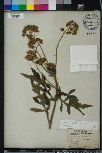 Verbesina virginica image