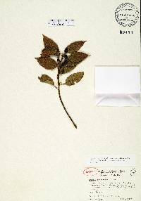Rhamnus oreodendron image