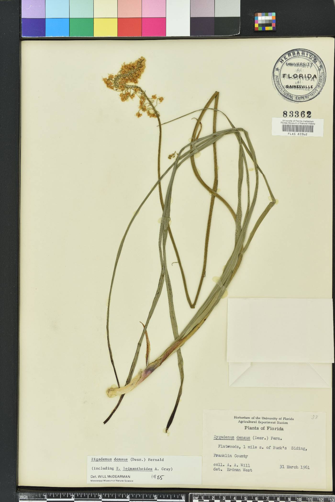 Stenanthium densum image