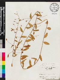 Stylisma humistrata image