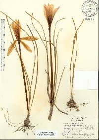 Zephyranthes atamasca image