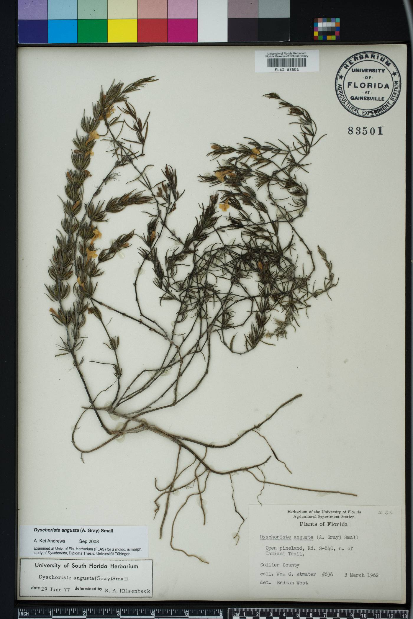 Dyschoriste angusta image