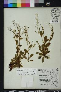 Samolus parviflorus image