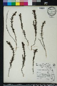 Sophronanthe hispida image