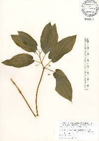 Croomia pauciflora image