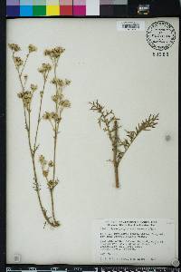 Hymenopappus scabiosaeus image