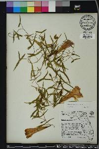 Ipomoea sagittata image