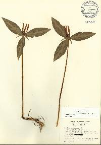 Trillium lancifolium image