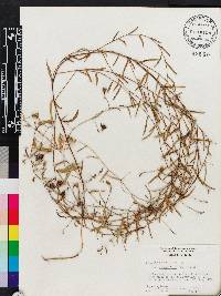 Stylisma patens image