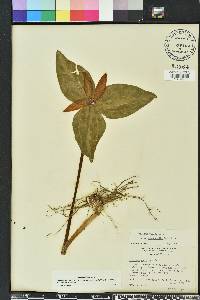 Trillium decipiens image