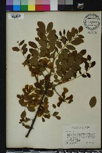 Robinia hispida image