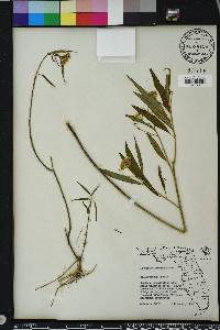 Asclepias perennis image