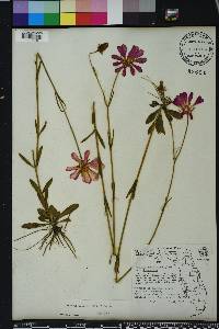 Sabatia decandra image