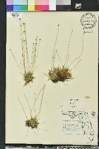 Lachnocaulon anceps image