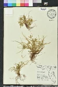 Cyperus compressus image