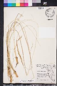 Aristida stricta image