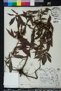 Psychotria sulzneri image