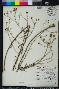 Palafoxia integrifolia image