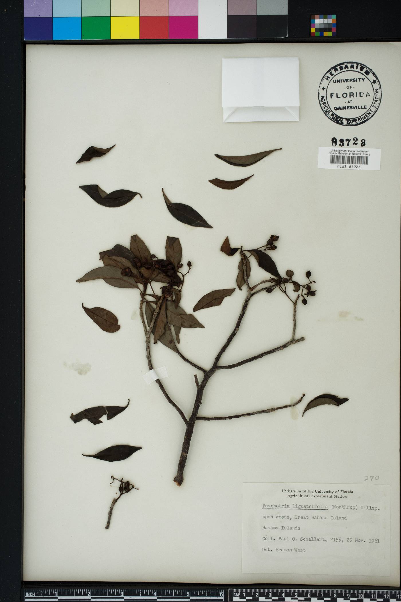 Psychotria ligustrifolia image