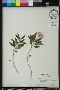 Ruellia dipteracanthus image