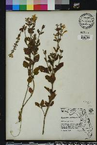 Scutellaria arenicola image