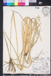 Eustachys glauca image