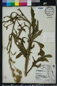 Verbesina virginica image