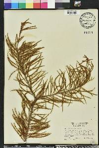 Taxodium ascendens image