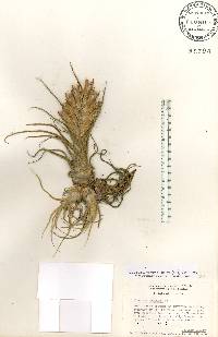 Tillandsia pruinosa image