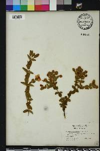 Hypericum tetrapetalum image